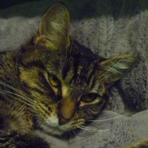 No photo for Minx 782792