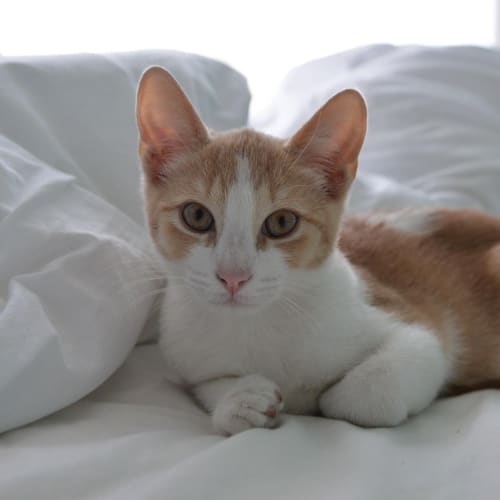 Theodore