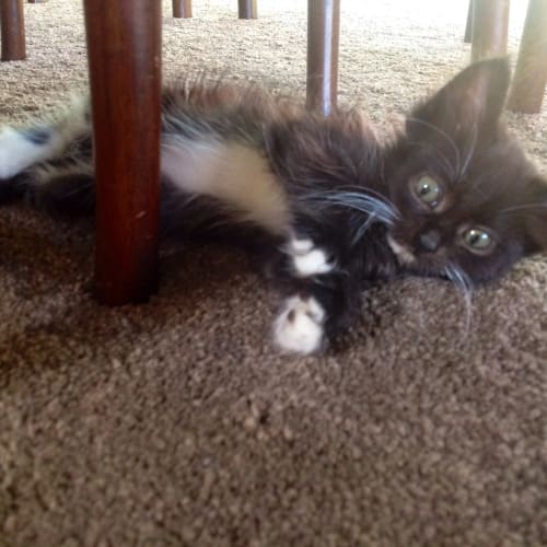 Cosima ** Adoption Day ** See Last Picture 