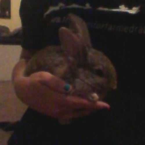 Baby Bunnies (Male and Female)