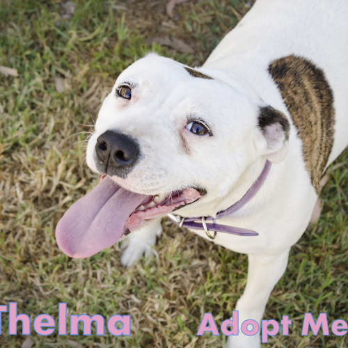 No photo for Thelma  (On Trial 30/1/14)