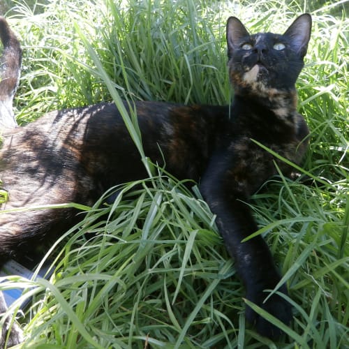 Liza - Siamese Cross