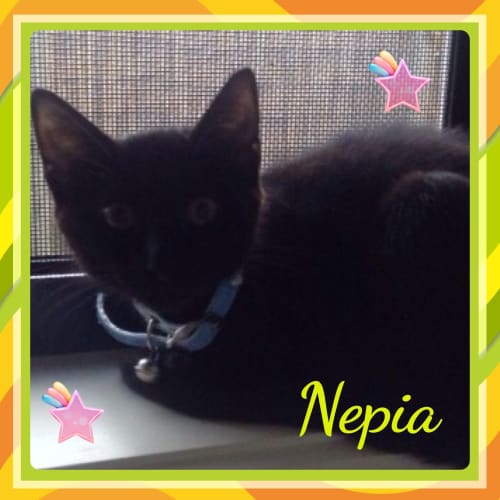 No photo for Nepia