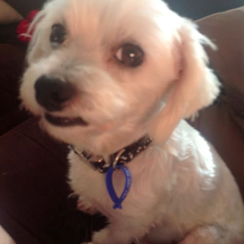 No photo for Trixie The Maltese (On Trial 1/2/14)
