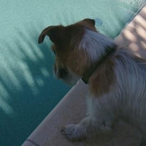 Rafa (D970) full of life