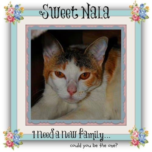 No photo for Nala