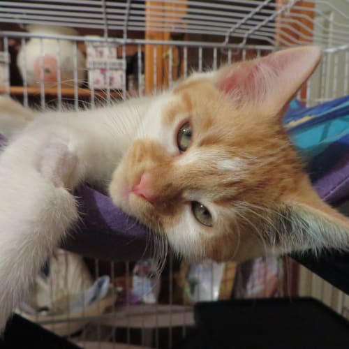 No photo for Howie Meeowy