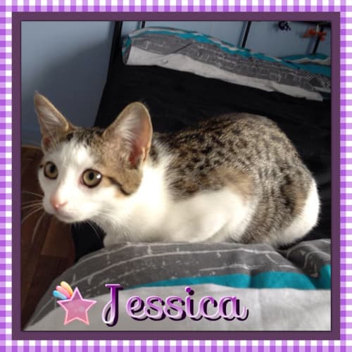 No photo for Jessica On Hold With Adoption Pending