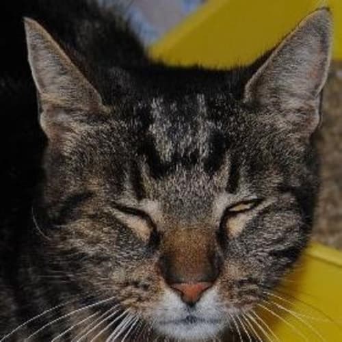 No photo for Whiskers