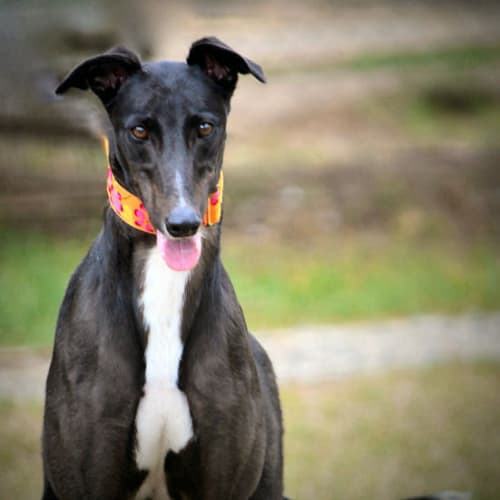 Lilly 2 is checking out her new home