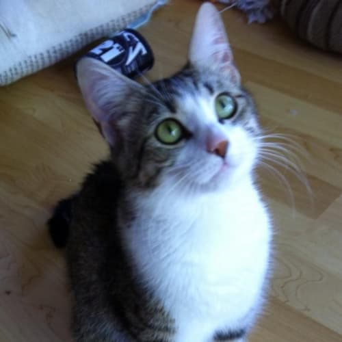 Sophie