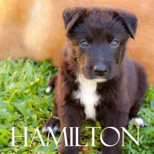 No photo for Hamilton