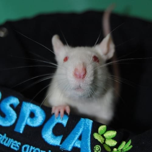 No photo for Nibbles