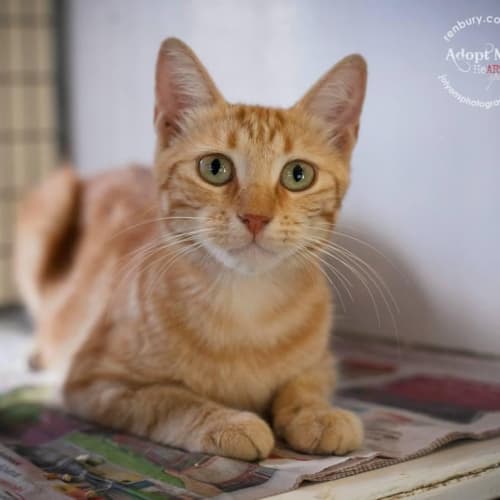No photo for Felidae