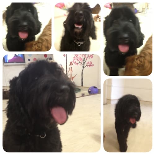 No photo for Cookie ** A Spoodle**