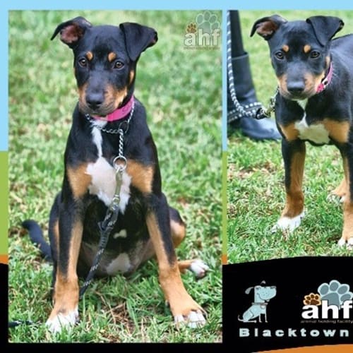 No photo for Duchess ** A Stunning Natured Little Girl**