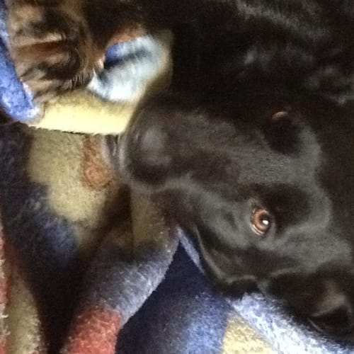 No photo for Marley