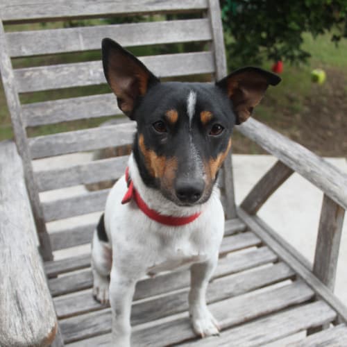 No photo for Fudge (On Trial 23/3/14)