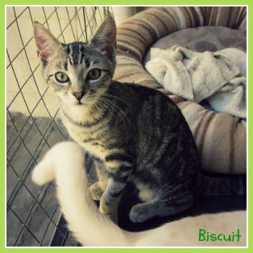 Biscuit