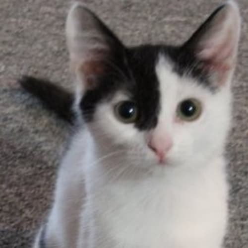 No photo for Mischief