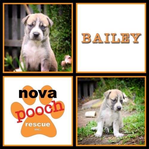 No photo for Bailey Z