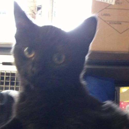 No photo for Blackie