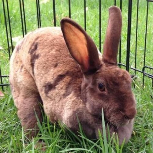 Ruby (Squawks Pet Store)
