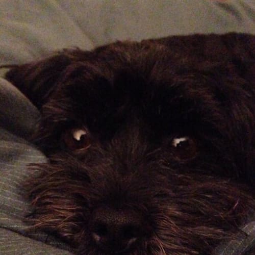 Meeka