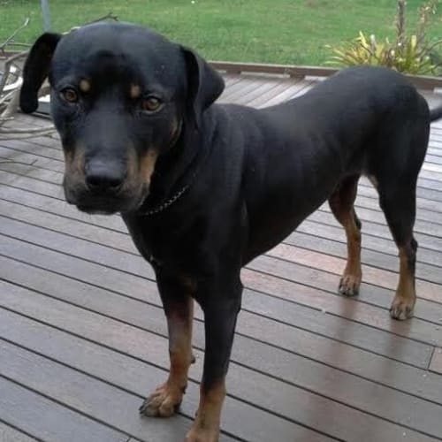 No photo for Magnificent Boss   Male Rotti X Doberman