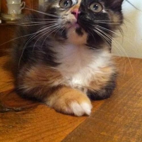 No photo for Nala
