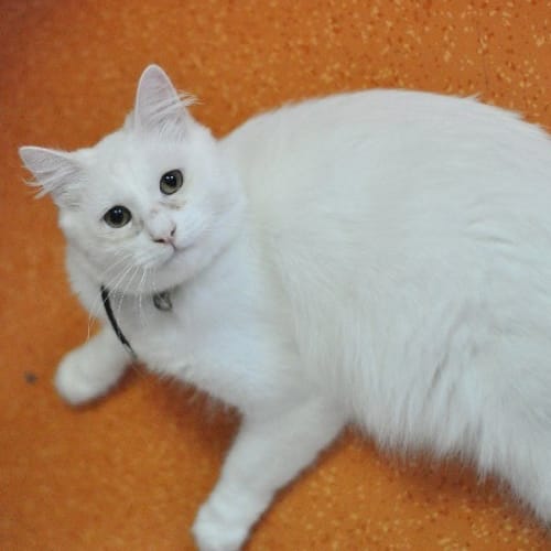 No photo for Casper