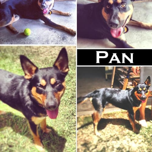 Pan