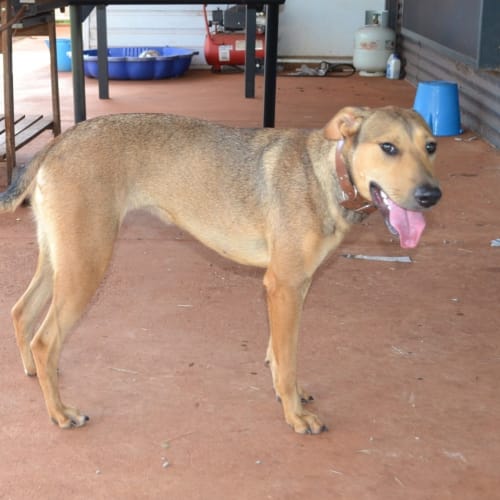 No photo for Nala(nd168)