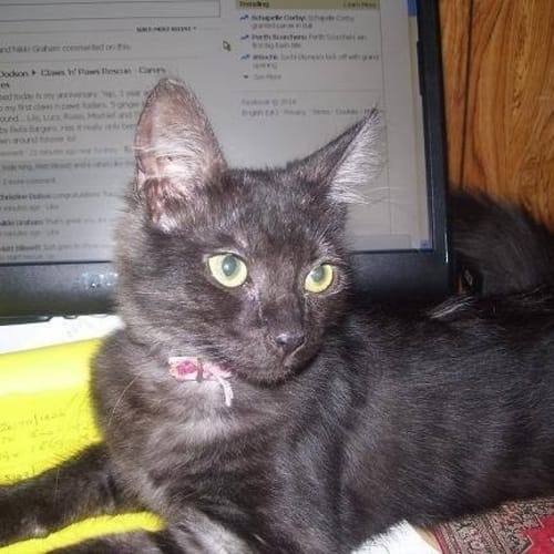 Maryanne (The Pet House Westfield Tuggerah)