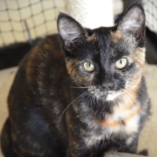 Angela **mouse catcher**