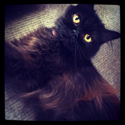 No photo for Poka