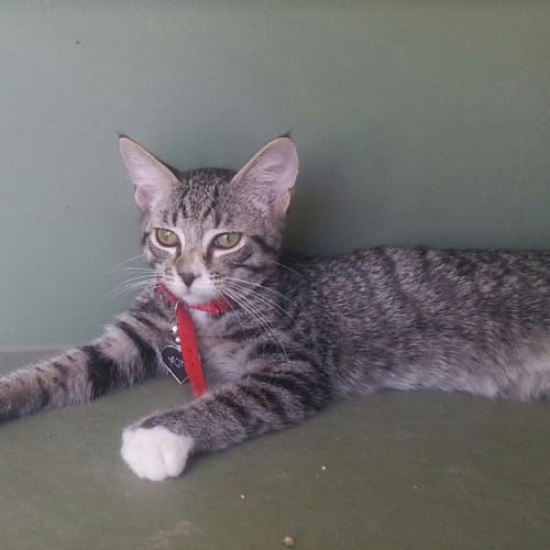No photo for Buddy (Super Smoochy: Great With Kids & Dogs)