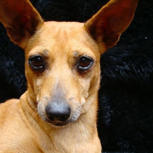 No photo for Sabrina's Puppy Story