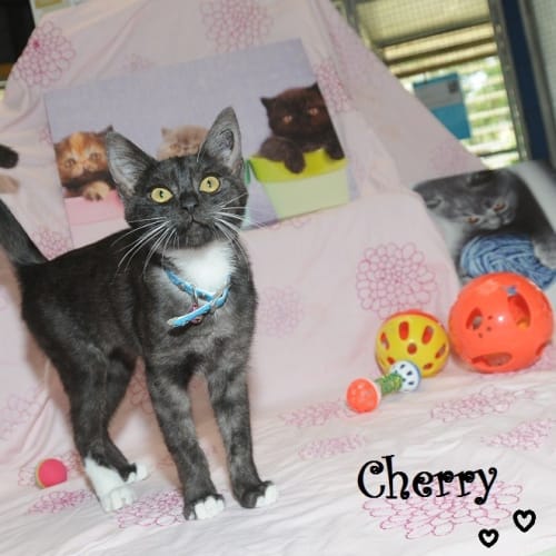 No photo for Cherry
