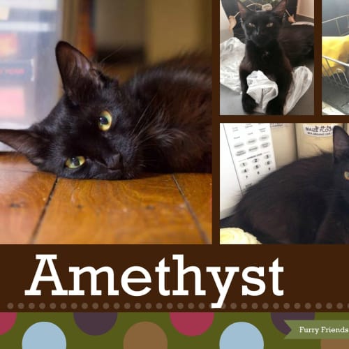 No photo for Amethyst