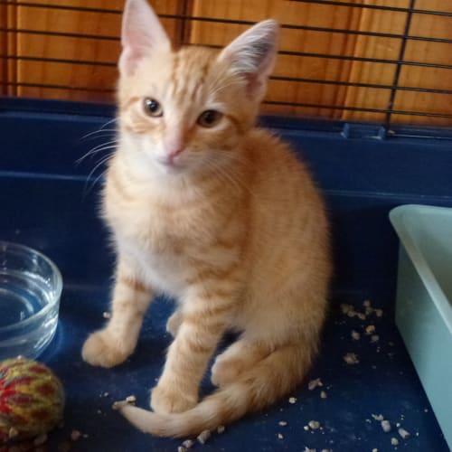 Lynx  ** Adoption Day ** See Last Picture 