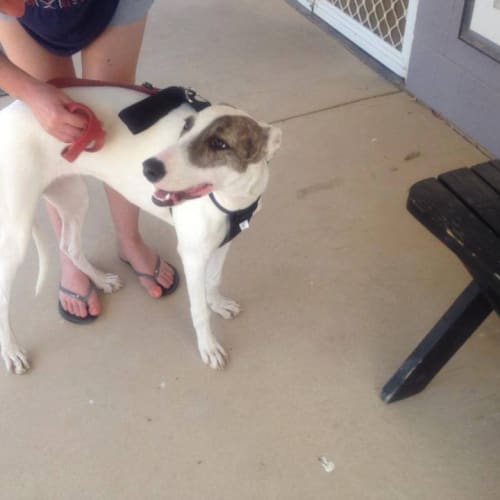 Gina "G-nome" (Honourary Greyhound)