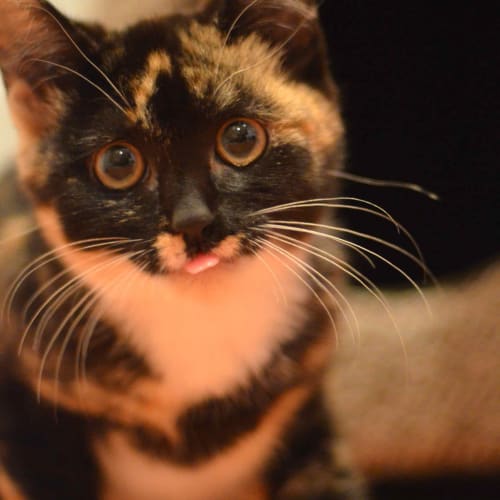 No photo for Dot