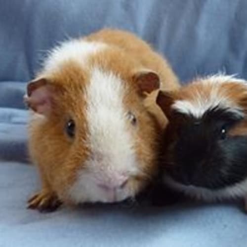 No photo for Rufus And Sirin