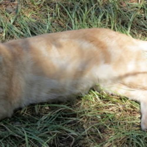 "Basil" - Purrfect Match