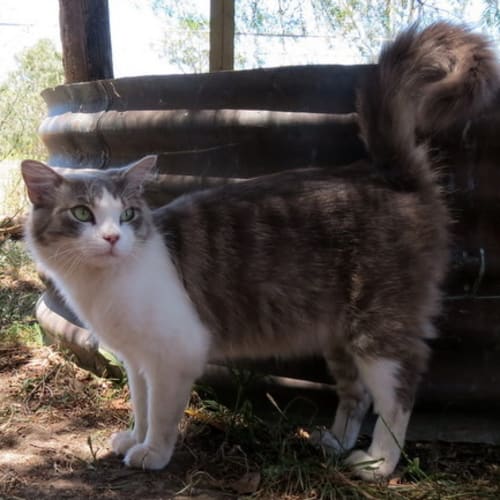 "Brad" - Purrfect Match