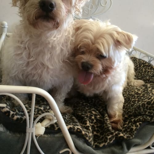 Bosco on trial in his new home