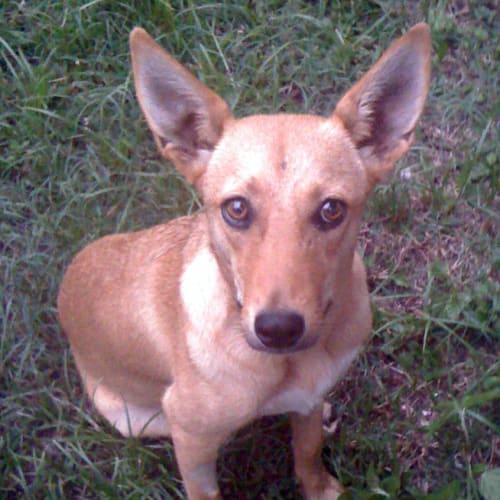 No photo for Sarah / Adoption Pending