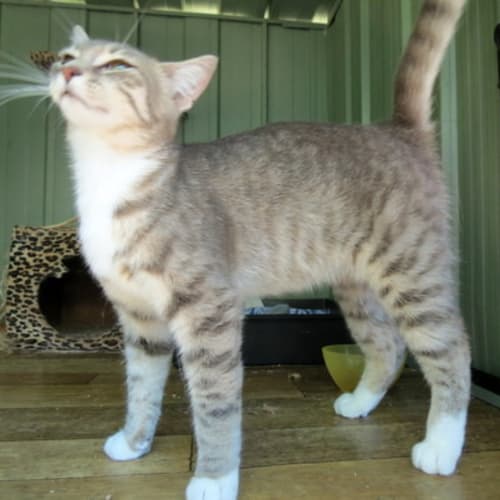 "Juliet (and Romeo)" - Purrfect Match