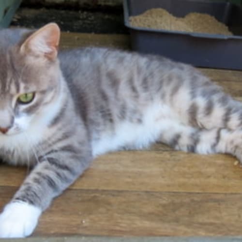 "Romeo (and Juliet)" - Purrfect Match